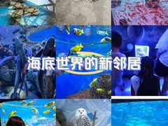 -海合安成都极地海洋公园