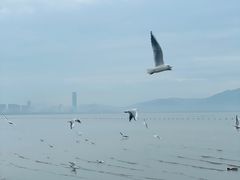 -深圳湾公园(南山区)