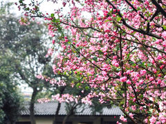 -莫愁湖公园