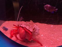 -欢乐海岸海洋奇梦馆