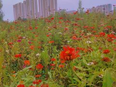 -济南国际园博园