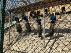 -北京鹿世界主题园