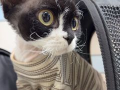 -中农国际动物医院24小时·猫科·骨科·急重症中心