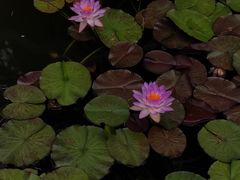 -国家植物园南园