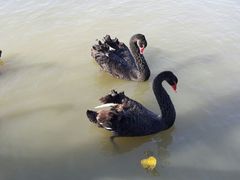 android_upload_pic-溱湖国家湿地公园