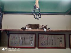 景点-猫咪博物馆(顶澳仔猫街店)