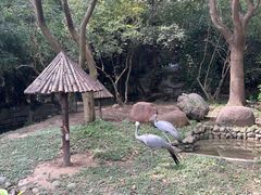 -上海野生动物园