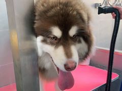 -宠福鑫康馨动物医院·骨科·眼科