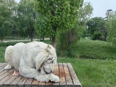 -上海野生动物园