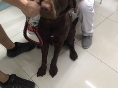 -中农大我爱我爱24h动物医院·中医针灸·猫专科·骨科医疗中心(双井店)