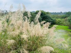 -南宁良凤江国家森林公园