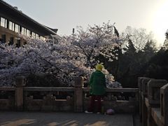 -武汉大学-樱园