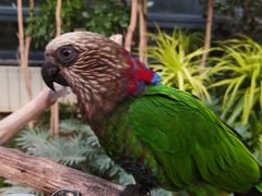 -南宫五洲植物乐园