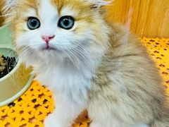 -欣宠猫屋·矮脚拿破仑·蓝金金渐层