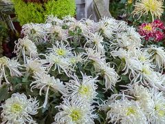-杭州植物园