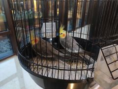 -上海崇明金茂凯悦酒店