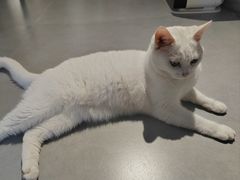 -琪喵猫屋·撸猫猫咖·猫舍