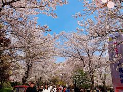 -顾村公园