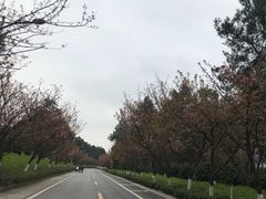 -铁山坪森林公园