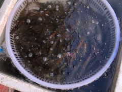 -盛华世家商业广场农贸水产综合批发市场