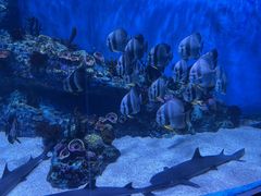-海合安成都极地海洋公园