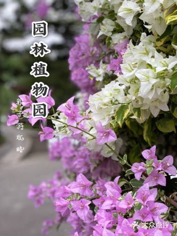 带萌娃寻得一次绿野仙境踪迹