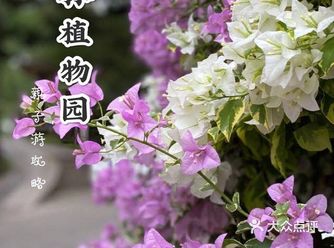 带萌娃寻得一次绿野仙境踪迹