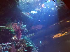 -迪拜帆船酒店海底餐厅