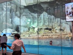 -帝企鹅自助餐厅•儿童岛•真企鹅(长隆企鹅酒店)