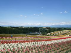 -富田农场