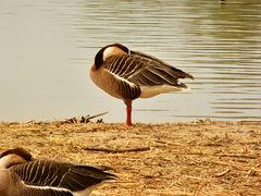 -北京麋鹿生态实验中心