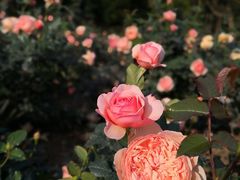 -人民公园(罗湖区)