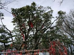 -王顺山国家森林公园