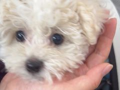 -pd派德宠物中心医院24H急重症·眼科中心·血液透析中心(嵩山北路店)