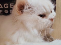 -MOCHA明星猫咖(田子坊店)