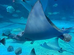 -烟台海昌鲸鲨海洋公园