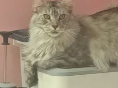 -毛绒耶耶撸宠馆·猫咖·狗咖·荷兰猪咖