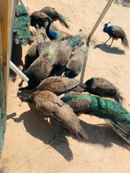 -萌宠亲子动物乐园(槐房万达店)