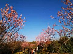 -顾村公园