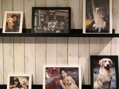 -百好乐宠物友好餐厅(朝外大街店)