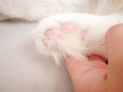 -Heymao猫咖.咖啡厅(东门店)