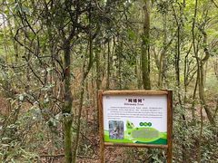 -广州市石门国家森林公园
