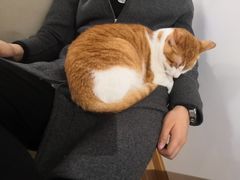 -松果猫咖(桐乡吾悦金街店)