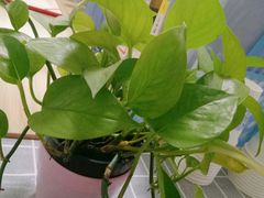 -成都濑川外国语学校