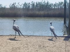 -盐城丹顶鹤湿地生态旅游区