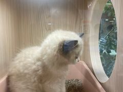 -屋虎猫馆(宝安大仟里店)