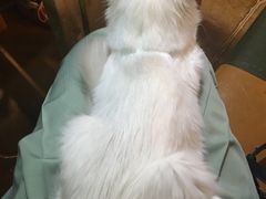 -李小姐の猫咖啡馆(五角场店)