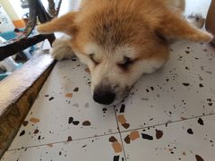 -喜柴咖啡·柴犬狗咖
