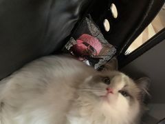 -喵zoo家庭繁育猫舍(尖东智能花园店)
