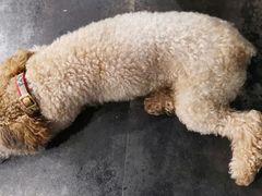-陈有良尖椒鸡(渝中旗舰店)